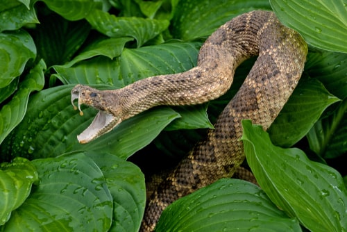 Close up of rattlesnake.