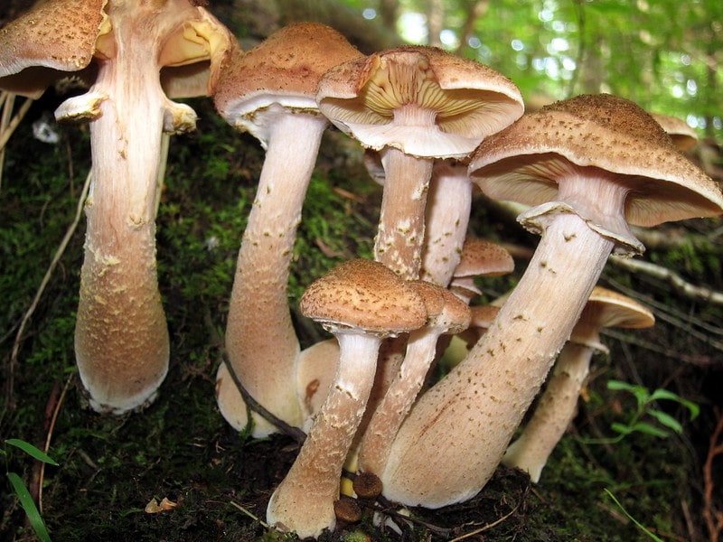 Armillaria ostoyae or Honey mushroom