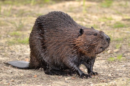 North American Beaver on ground.