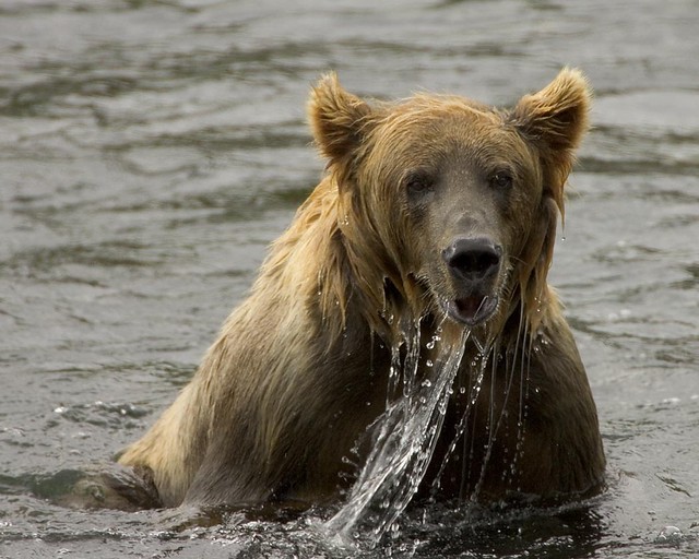 Kodiak bear Alaska. Alaska facts and trivia