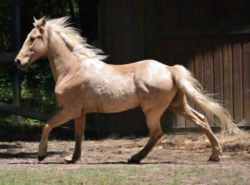 Palomino Tennessee walking horse gait. Facts about Tennessee