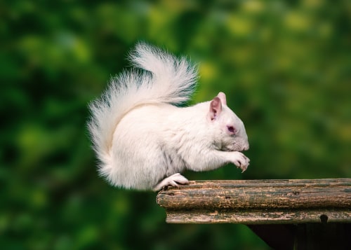 A rare wild white albino squirrel