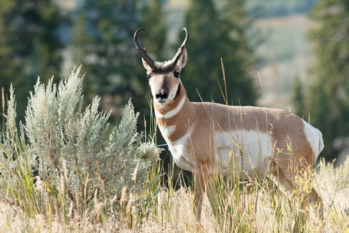 Pronghorn walking in grass, Wyoming, Yellowstone National Park.