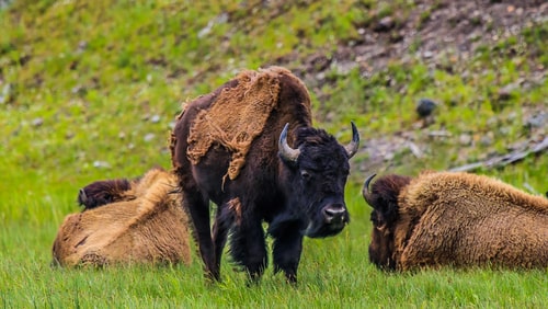 Yellowstone National Park, Madison River Valley, American Bison Herd, Wyoming.