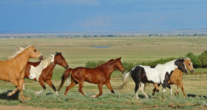 wild horses Wyoming