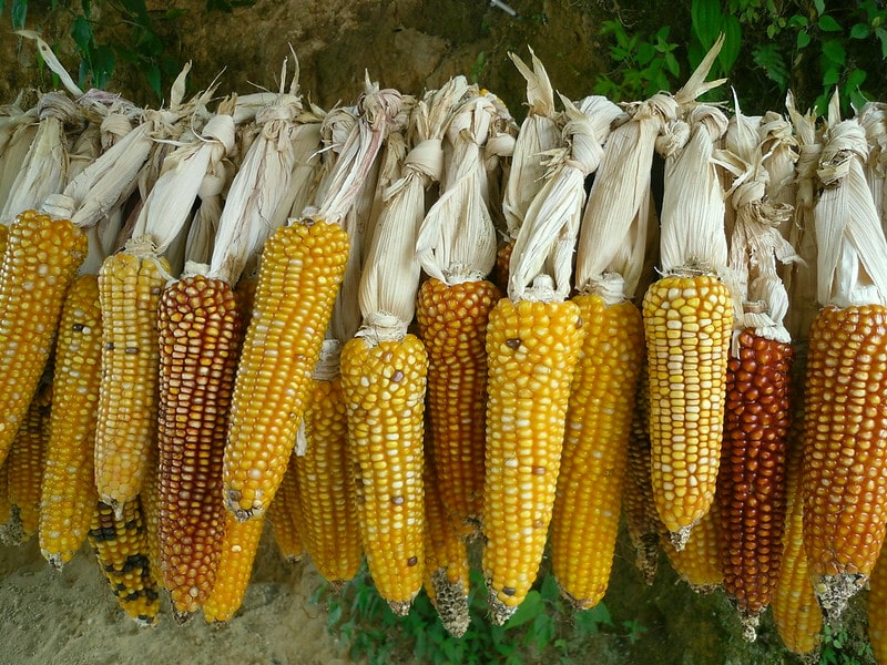 Corn From Iowa