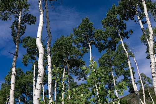 Aspen trees, part of the Pando Clone, grow near Fish Lake in Utah. The Pando Clone is the heaviest living organism on earth.