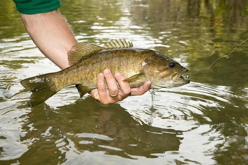 a freshly caught small mouth bass
