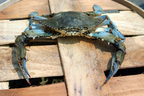 Male Cheasapeake Blue Crab