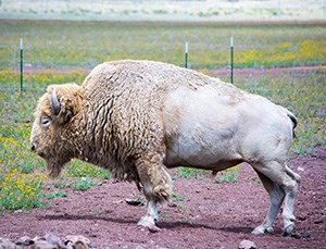 a rare white buffalo Calf
