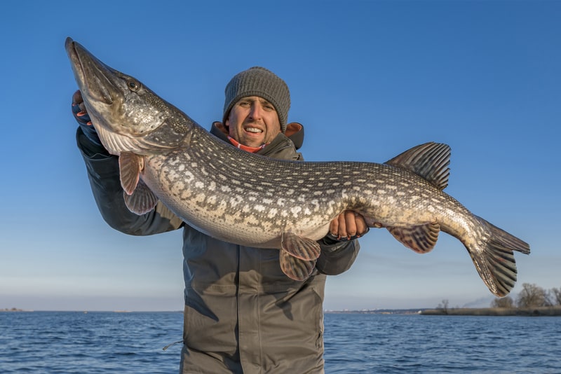 fisherman hold huge muskie fish