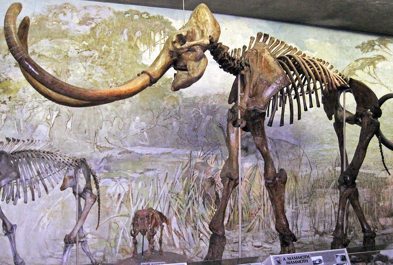 a mammoth fossil