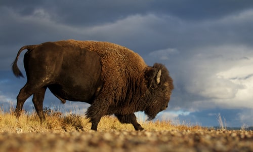 American Bison a.k.a. Buffalo. Interesting facts about Kansas.