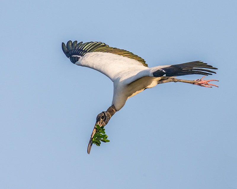 A wood stork in flight collecting nesting material.