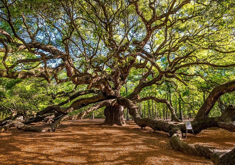Angel Oak, Charleston, South Carolina