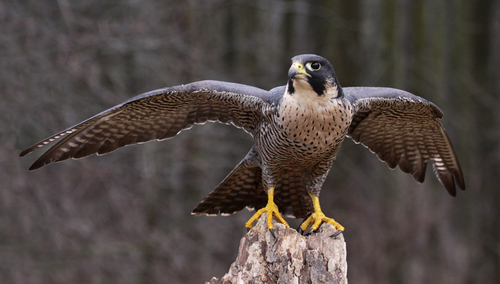 A Peregrine Falcon (Falco spreading it's wings. new Jersey facts.