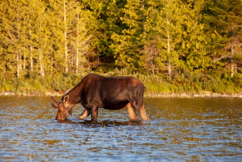 A moose eating plants