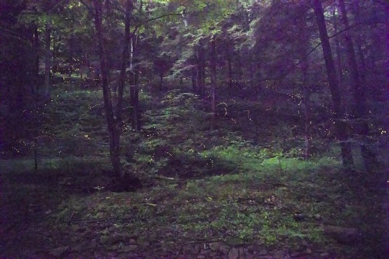 Forest with synchronous fireflies
