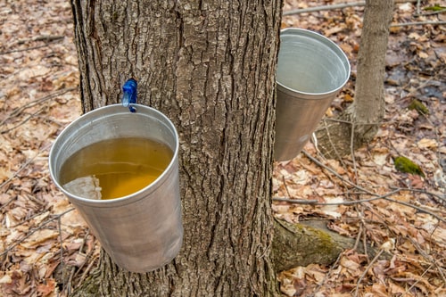 Pail used to collect sap of maple trees to produce maple syrup.