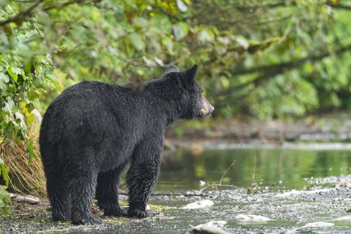 Wild black bear fishing in Alaska.