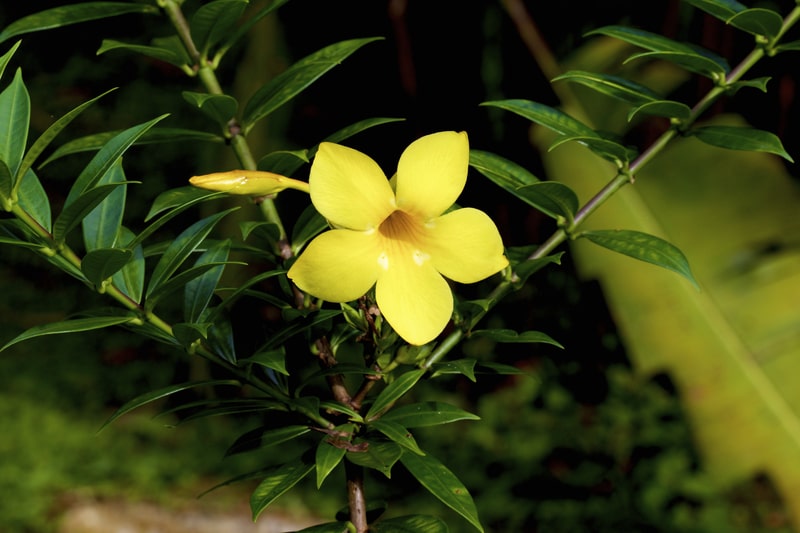 Yellow Jessamine - South Carolina state flower