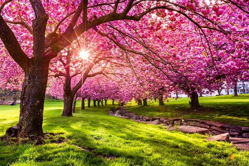 Cherry tree blossom in Hurd Park, Dover, New Jersey.