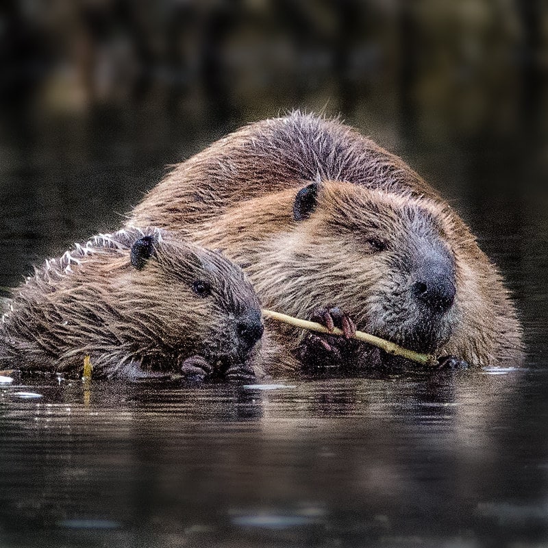 A pair of mother and child beaver