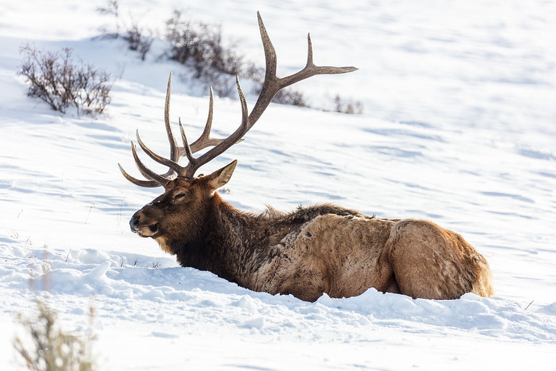 Bull elk resting near Blacktail Ponds
