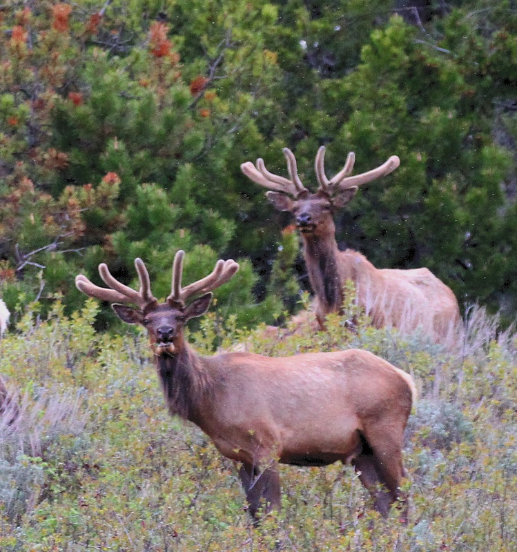a small herd of Elks, Grand teton national park