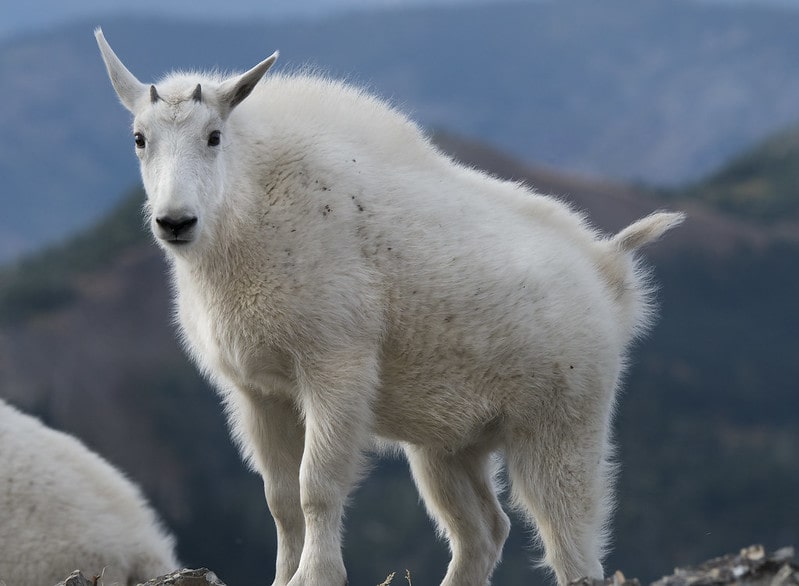 Mountain Goat in Glacier National Park.