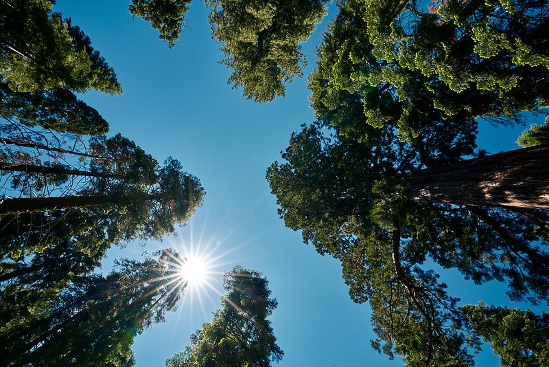 Sequoias in the Mariposa Grove in Yosemite National Park, California. Yosemite National Park facts.