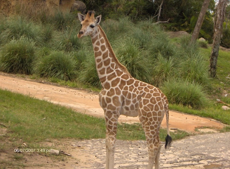 Giraffe at Disney World's Animal Kingdom