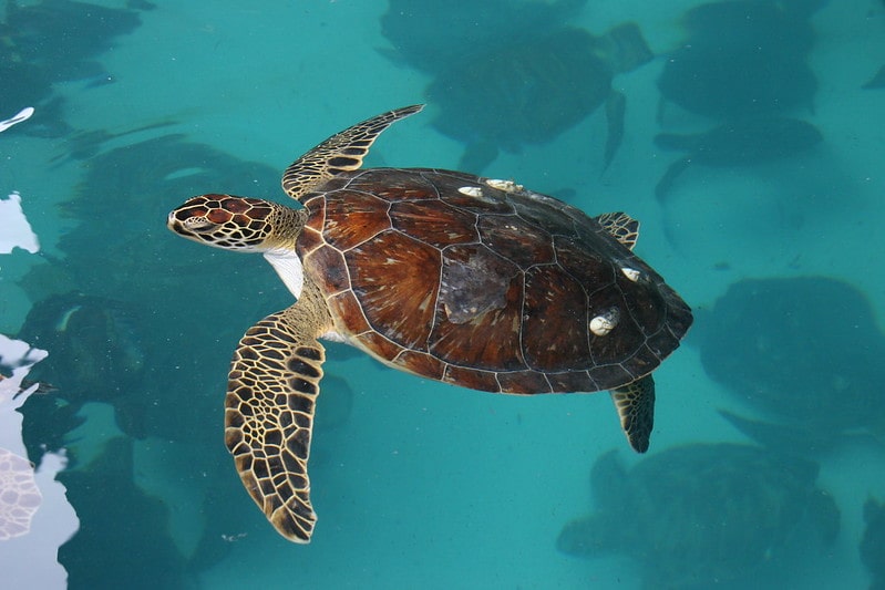  green turtle is one of five species of sea turtles