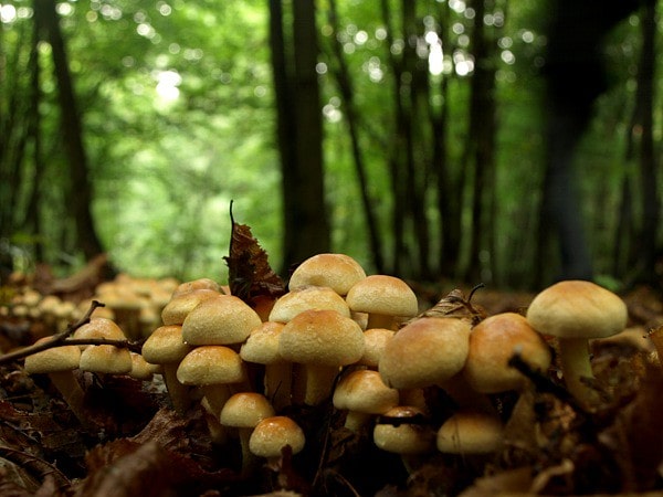 Forest Mushrooms, Poland.