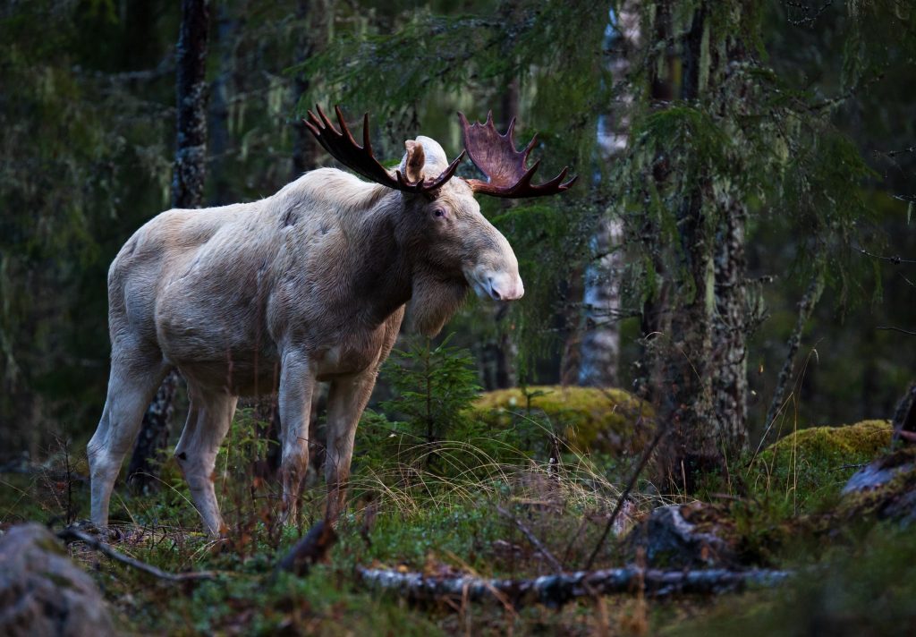 The most famous animal in Sweden is the moose. facts about Sweden