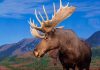 Male Moose Against Backdrop of Mountains
