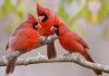 Northern Cardinal Trio - state bird of Illinois, Indiana, Kentucky, North Carolina