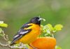 Baltimore Oriole, facts about US state birds