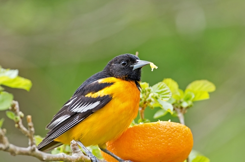 Baltimore Oriole, facts about US state birds