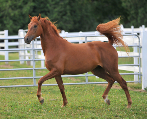 A young chestnut Morgan Horse mare