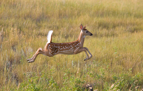 White tailed Deer fawn leaping in field