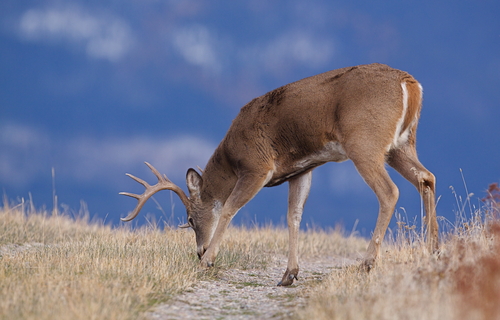 White tailed buck deer making a scrape on a gravel trail