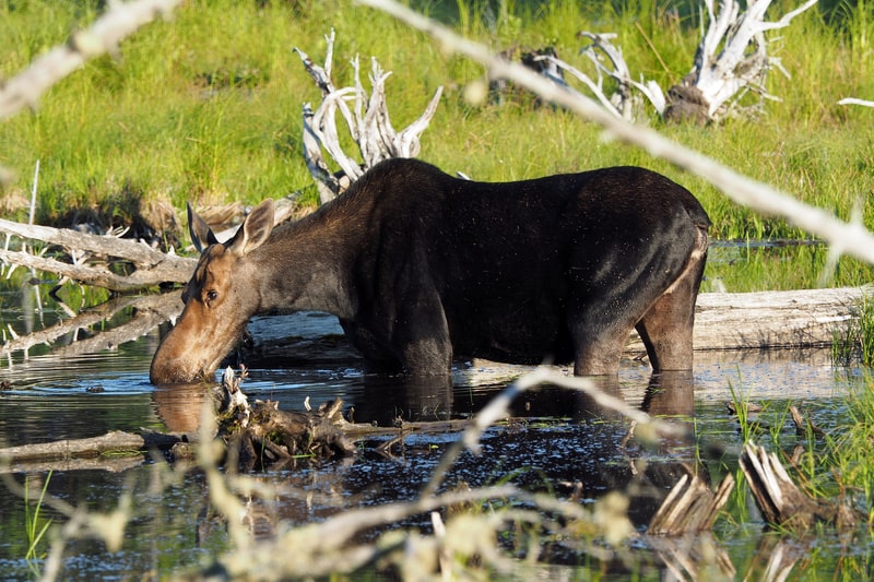 A large moose wading in a marsh