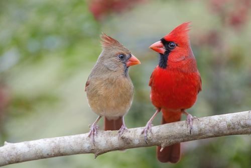 Northern Cardinal Mates Facing Each Other