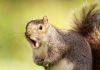 Close up of a grey squirrel yawning.