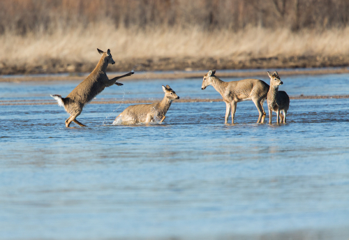 White tail deer playing in the Platte River, Nebraska