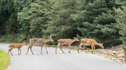 Group of white-tailed deer crossing a road.