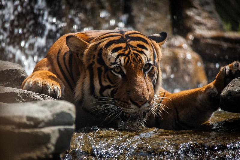 a 4-year old Malayan Tiger. Malaysia fact file 