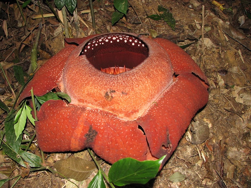 Rafflesia Flower. For Malaysia facts