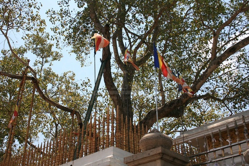 Jaya Sri Maha Bodhi